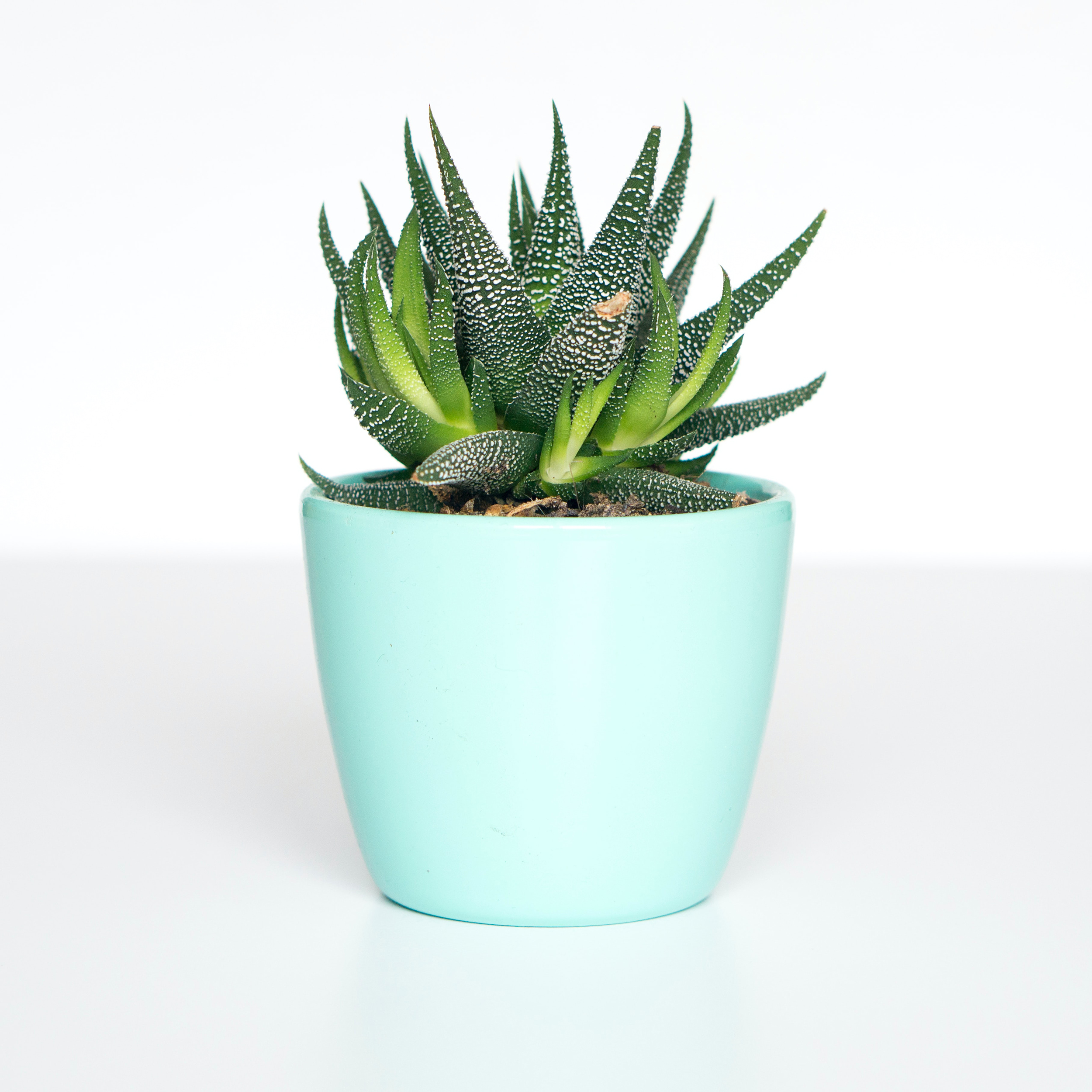 Cup Planter